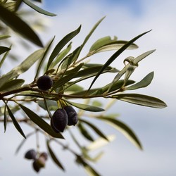 Le saviez-vous ? C'est bientôt la récolte des olives en Syrie qui nous servira à produire nos futurs savons 🧼L'huile d'olive 🫒est réputée pour sa teneur en acides gras, antioxydants et vitamines, qui lui confèrent des vertus nourrissantes. Cette matière première unique provenant des collines de Syrie, est extraite par technique exclusivement mécanique, ce qui permet de conserver tous les bienfaits de cette huile.Découvrez-en plus sur les secrets de fabrication de nos savons d’Alep en IGTV sur notre compte Instagram ! . . Did you know? It is soon the olive harvest in Syria which will be used to produce our future soaps 🧼Olive oil 🫒is renowned for its content of fatty acids, antioxidants and vitamins, which give it nourishing virtues. This unique raw material from the hills of Syria, is extracted by exclusively mechanical technique, which allows to preserve all the benefits of this oil.Discover more about the secrets of our Aleppo soaps in IGTV on our Instagram account!#tade #tadepaysdulevant #tadépaysdulevant #alepposoapco #alepposoap #soap #savon #savondalep #savondalepveritable #paindalep #cosmosnaturalcertified #skincare #savondemarseille #marseillesoap #realmarseillesoap #pneurecyclé