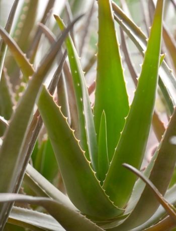 ALOE VERA