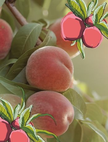 PÊCHE