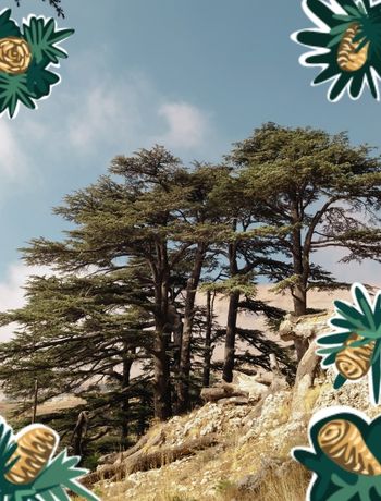 CEDAR OF THE LEVANT