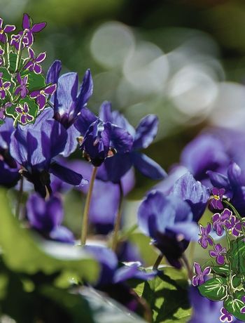 VIOLETTE