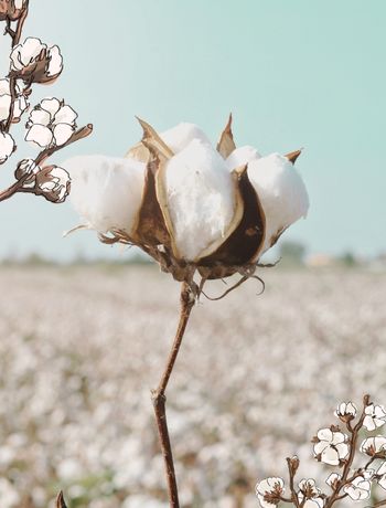 COTTON