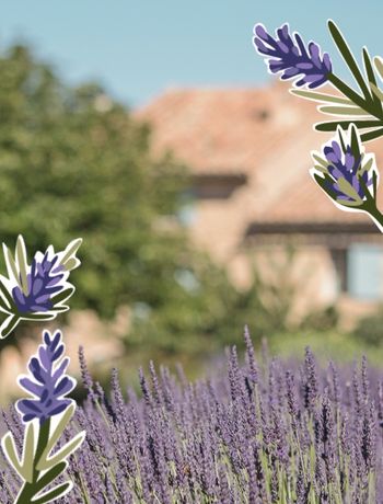 LAVANDE DE PROVENCE