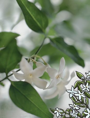 JASMINE