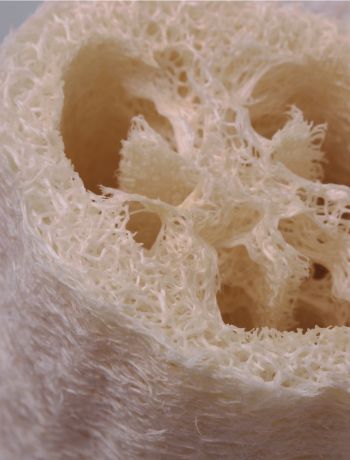 LA LOOFA VÉGÉTALE 