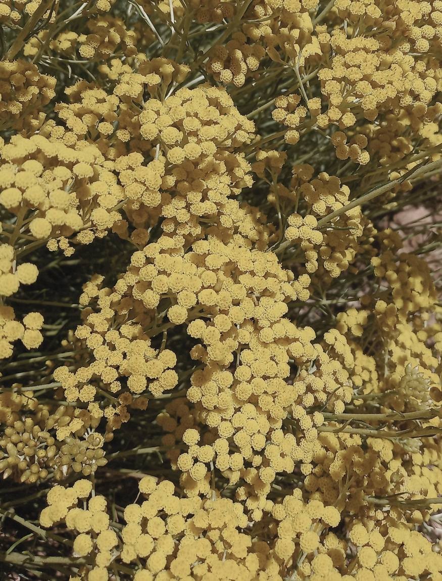 IMMORTELLE