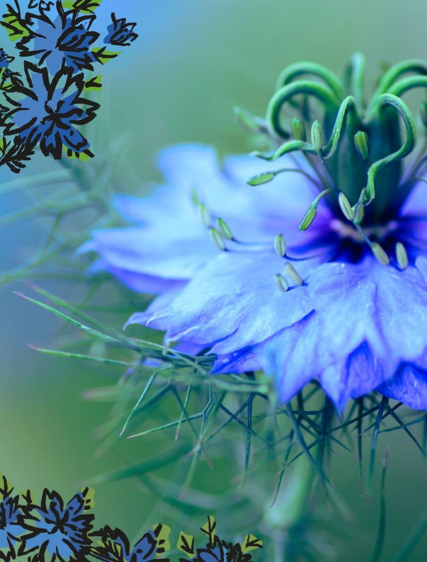 NIGELLE