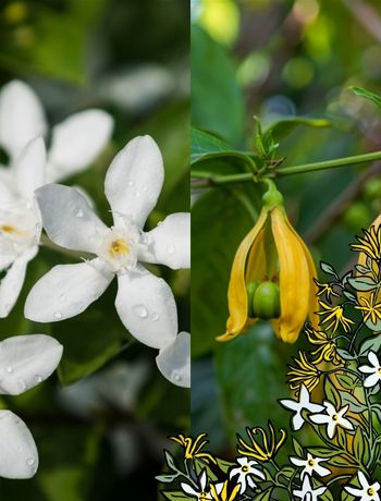 JASMIN YLANG