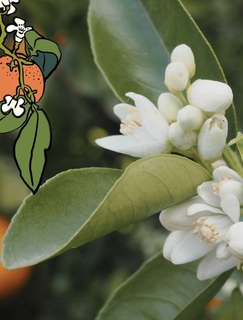 ORANGE BLOSSOM / NEROLI