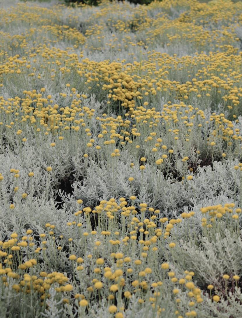 l’HELYCHRYSUM