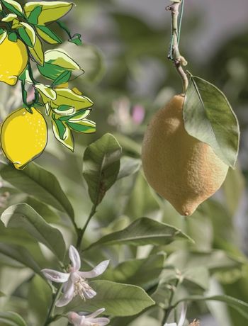 CITRON